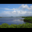 Mangrovenwald